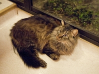 Hermes in kitchen night P2150952